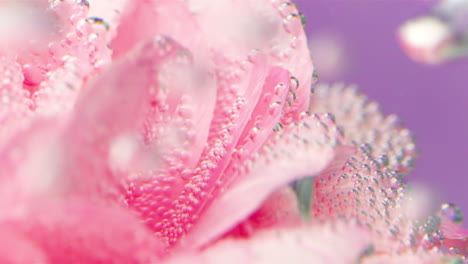 pink rose in water with bubbles