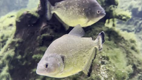 peces con escamas brillantes muy emocionantes nadan frente a la cámara