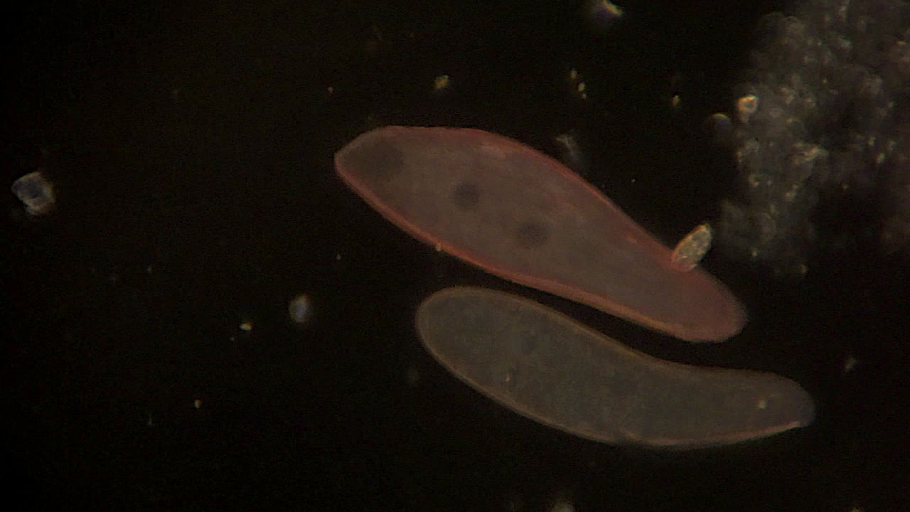 Mikroskopisk Blepharisma rör sig med hjälp av cilier