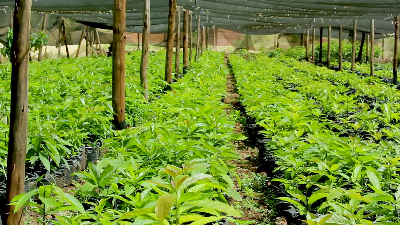 시드베드 아프리카 빌리지-그린 바이오 유기농 저폐기물 스마트 농업 - 2020-2021 사회적 거리두기 2020년 새해 2021