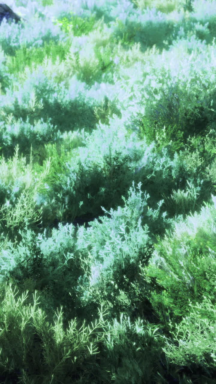 Piante verdi coprono il terreno in una zona soleggiata durante il giorno.