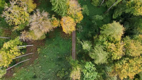 peaceful drone flight above green trees in a forest