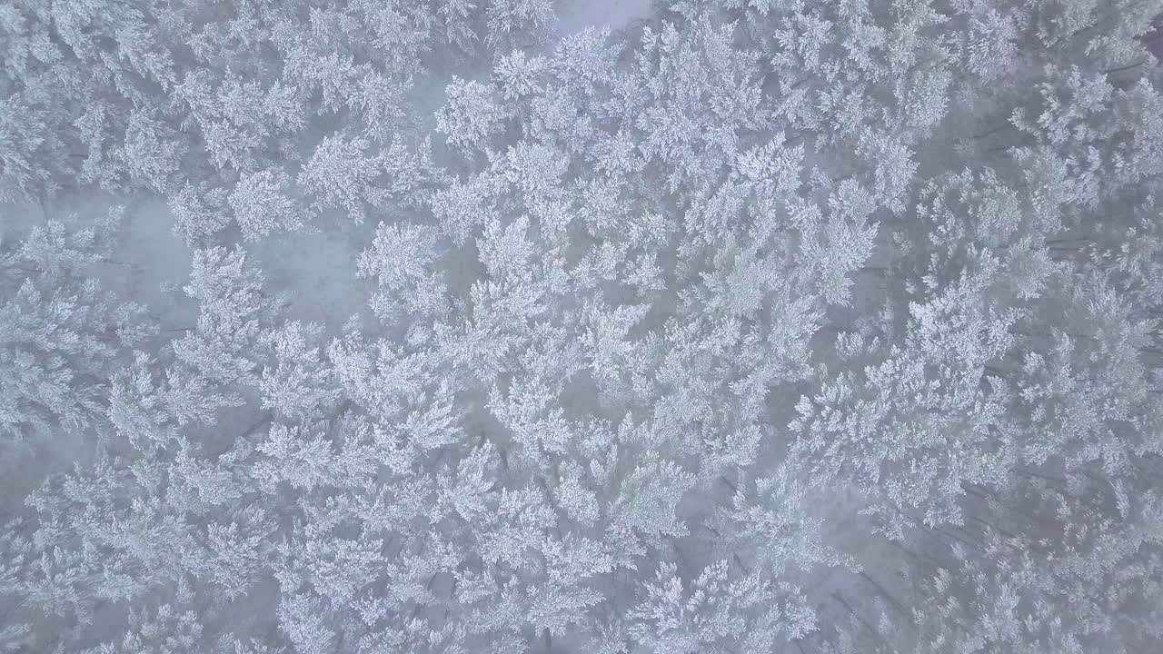 bellissime riprese aeree a volo d'uccello di alberi coperti di neve, neve leggera che cade, foresta di pini del bosco nordico, costa del mar baltico, colpo di drone discendente