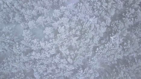 beautiful aerial birdseye footage of trees covered with snow, light snow falling, nordic woodland pine tree forest, baltic sea coast, descending drone shot