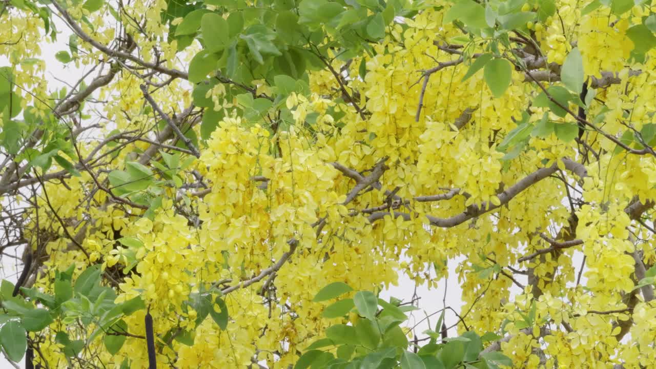 Blooming yellow flowers nature scene captured beauty outdoor environment close-up view vibrant colors