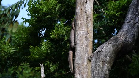 El-Lagarto-Monitor-Nublado-Se-Encuentra-En-Tailandia-Y-Otros-Países-De-Asia