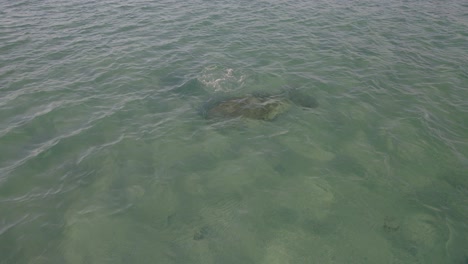 澳洲昆士蘭大凱佩爾島 (great keppel island) 的海<unk>在清<unk>的海水下休息