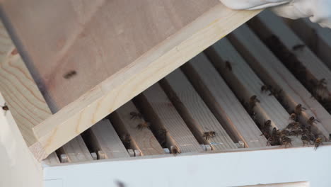 beekeeper closes lid to be box