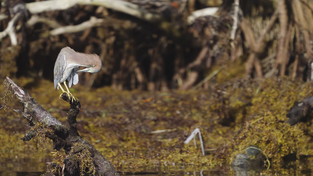 Green Heron Preening Feathers on Mangrove Stump with Seaweed 3