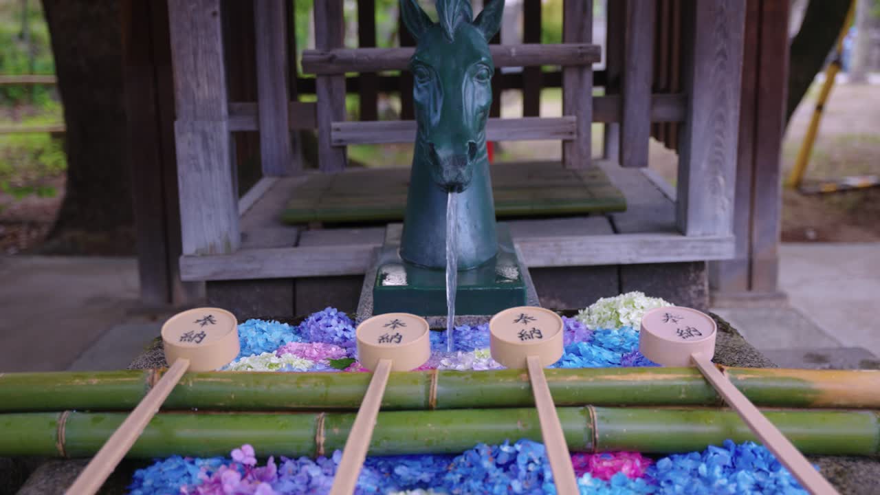 Horse Chozuya Basin with Hydrangea in Early Summer at Fujinomori