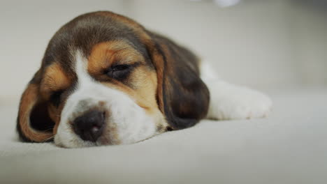 portrait of a cute beagle puppy. napping on the couch