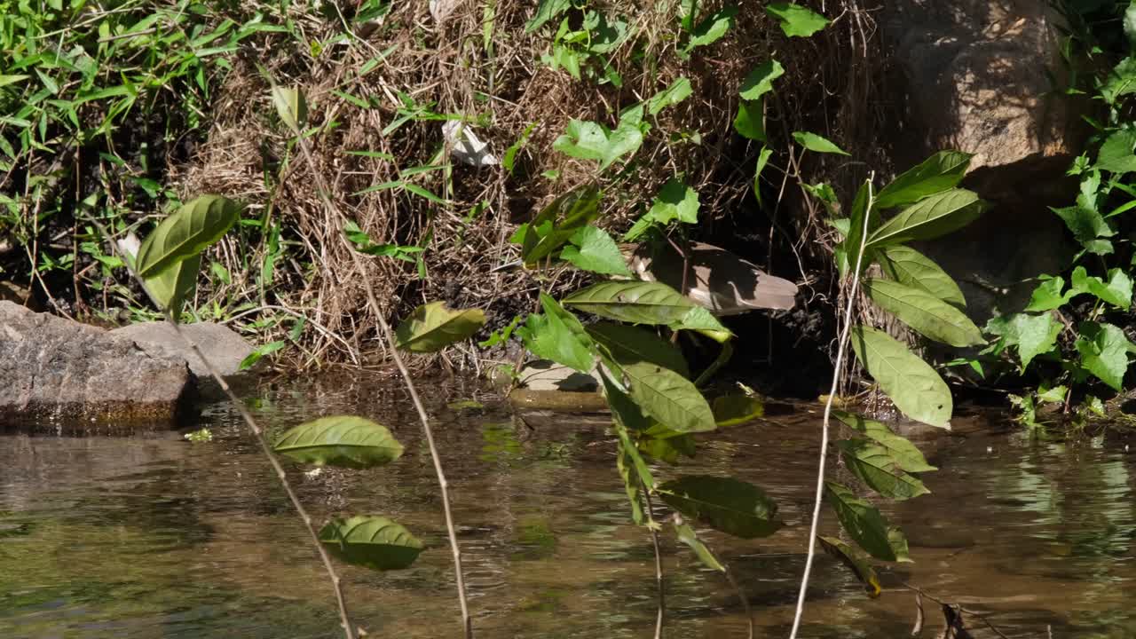 visto acechando a alguna presa en el borde del arroyo, garza de estanque chino ardeola bacchus, tailandia