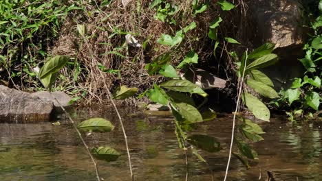 Visto-Acechando-A-Alguna-Presa-En-El-Borde-Del-Arroyo,-Garza-De-Estanque-Chino-Ardeola-Bacchus,-Tailandia