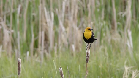 Yellow-headed-Blackbird:-Green-marsh-bokeh-background-with-copy-space