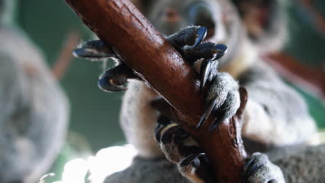 Oso-Koala-Sentado-En-Un-árbol-Agarrando-Una-Rama-Con-Sus-Garras---ángulo-Bajo,-Cierre