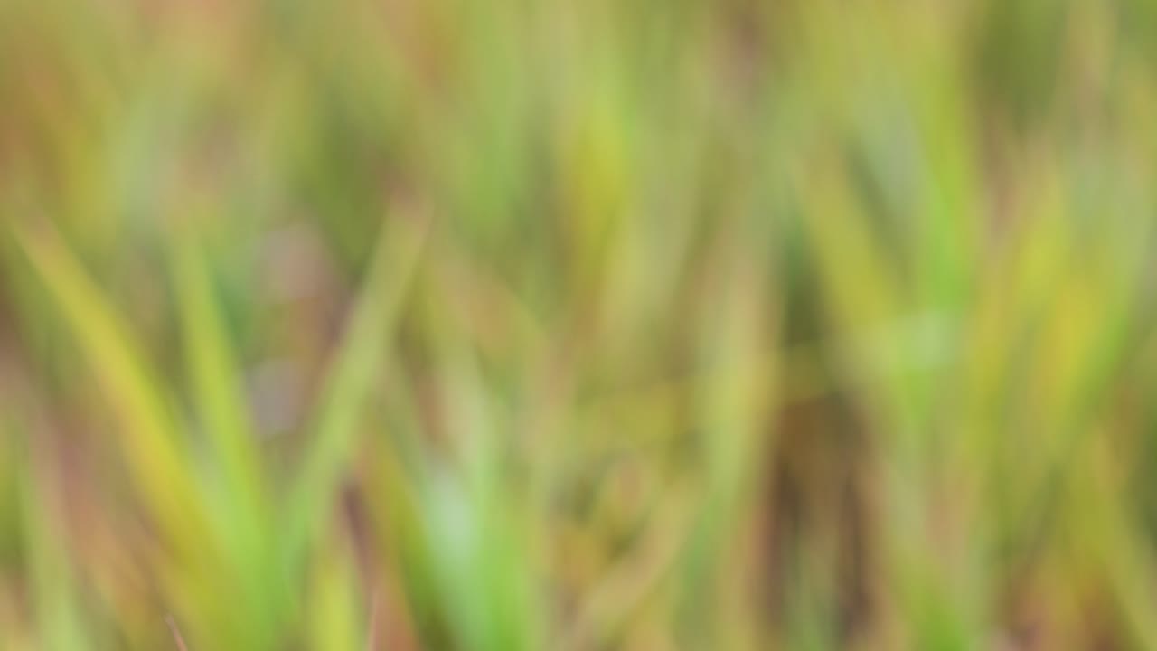 Intentionally out of focus clip of multicolored grass moves in the wind in this background clip.