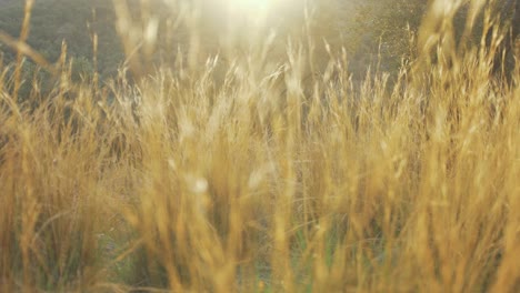 golden grass blowing in wind slider shot