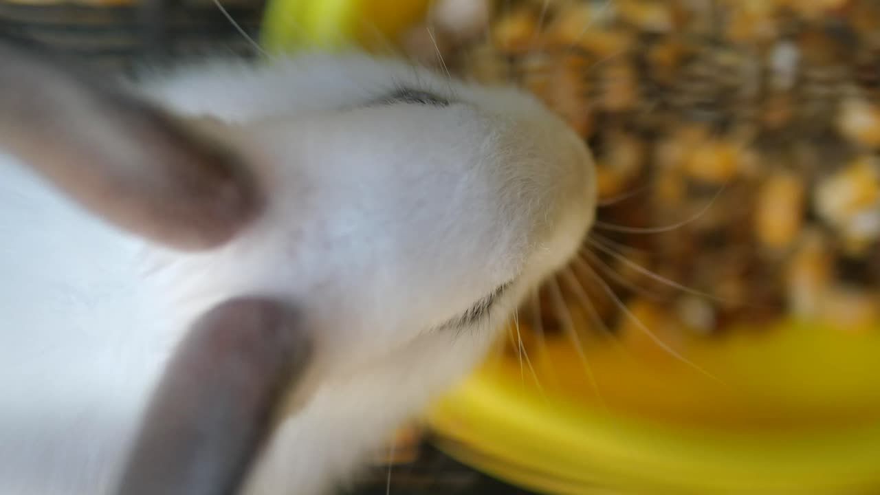 Close-up of a rabbit's nose