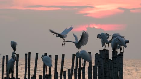 The-Great-Egret,-also-known-as-the-Common-Egret-or-the-Large-Egret