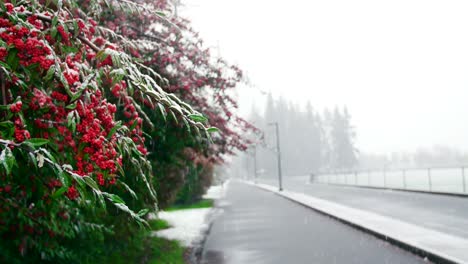 Nieve-Cayendo-Sobre-El-árbol-De-Frutos-Rojos