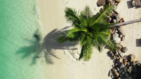 Green-leaves-of-palm-tree-bent-over-white-sandy-beach-washed-by-vibrant-water-of-turquoise-lagoon