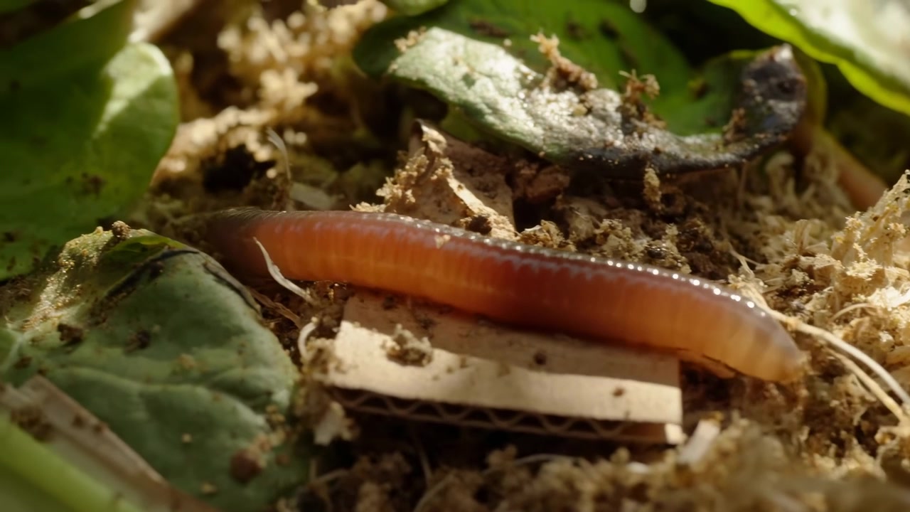 Close-up macro view of a reddish earthworm moving across moist soil and decayed leaves, with soft natural light and a blurred earthy background