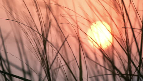 Close-up-golden-sunset-behind-grass-field-in-idyllic-countryside,-slow-motion