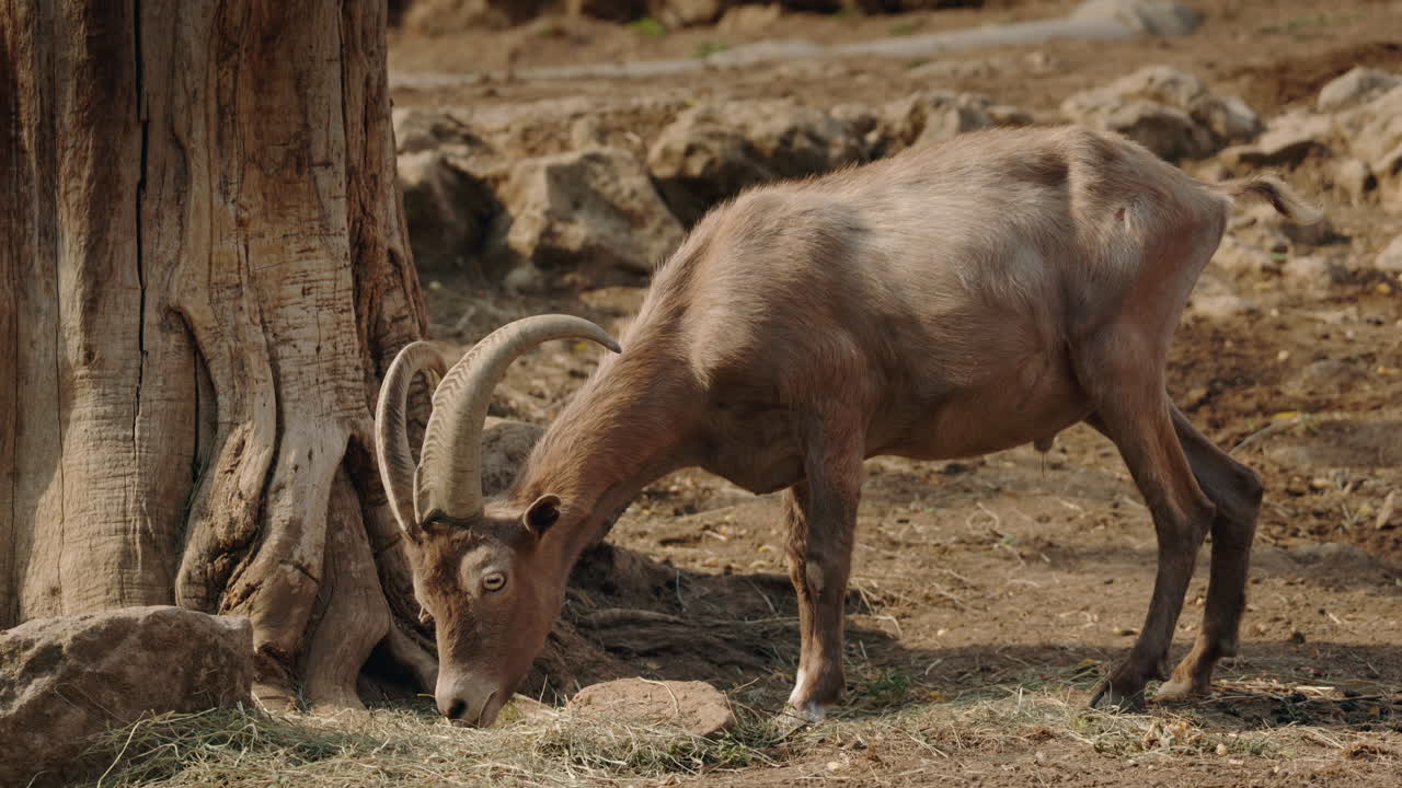 Ibex grazing near a tree