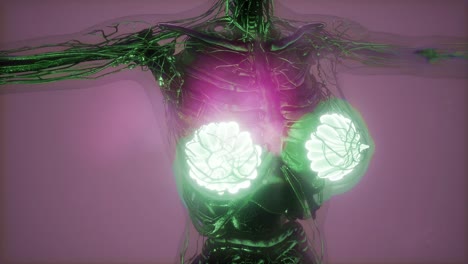 human body with visible glow mammary gland