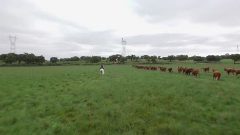 group of cows running on a filed with a knight and a horse