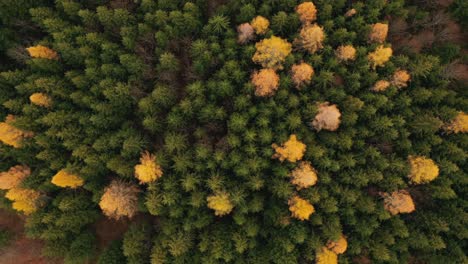 Drone-Vista-De-Arriba-Hacia-Abajo-De-Un-Bosque-De-Pinos-De-Otoño