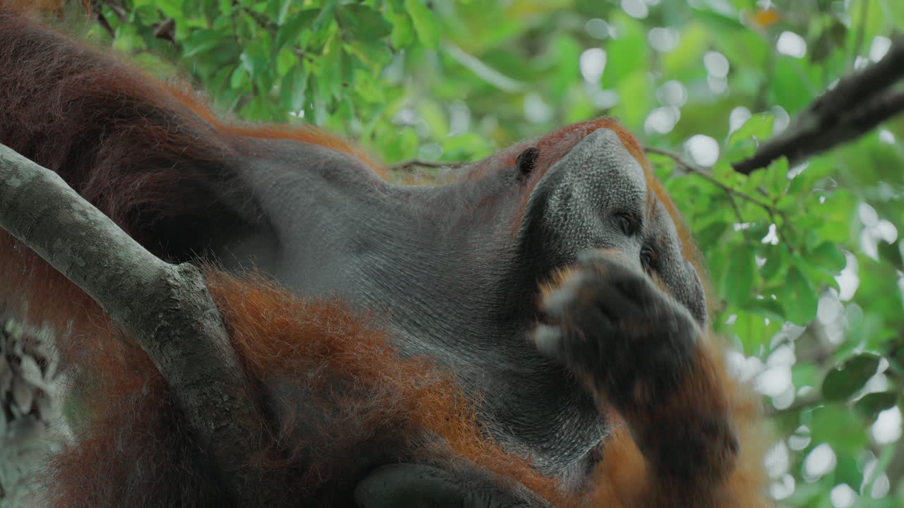 Orangutan in a Tree