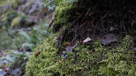 Musgo-Verde-Y-Helecho-Que-Crecen-Sobre-Rocas-En-El-Bosque,-Primer-Plano-De-Sostenibilidad