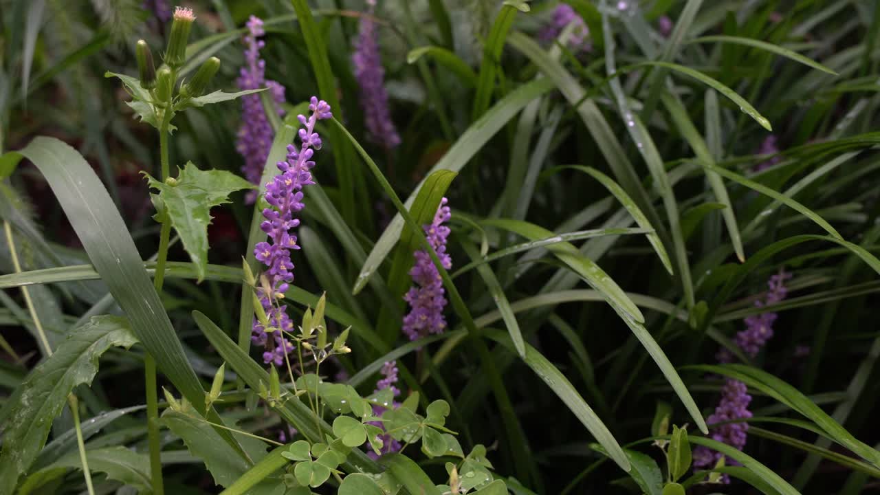 liriope muscari púrpura floreciente en el jardín, al aire libre, después de la tarde lluviosa
