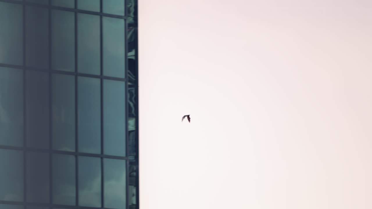 Bat flying in the purple night sky - close up