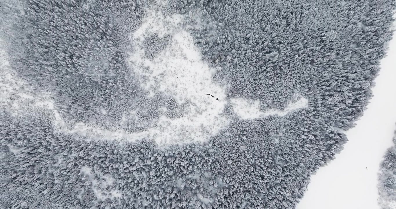 Un drone combina un movimento dall'alto verso il basso con una graduale ascesa sopra una fitta foresta delle Adirondack, ricoperta da una fresca nevicata, rivelando gruppi di pini coperti di neve e texture invernali che si espandono