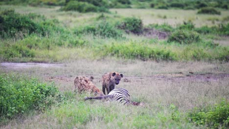 Two-hyenas-feeding-on-a-zebra-in-the-grassy-savannah