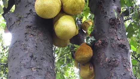 Jackfruits-Hängen-Am-Baumstamm