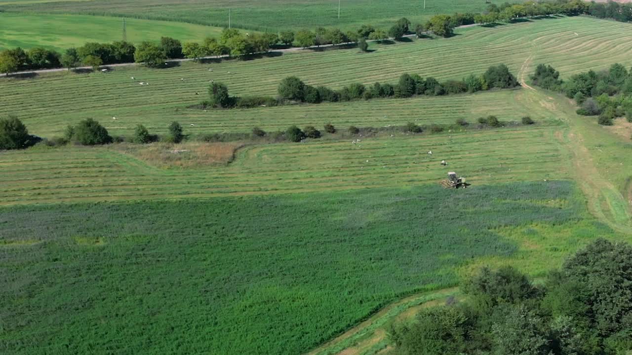 절단 모어의 공중 패닝 샷과 잔디밭에서 황새의 비행