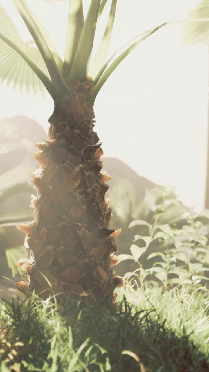 Sunlit tropical landscape with lush vegetation and palm trees in the morning