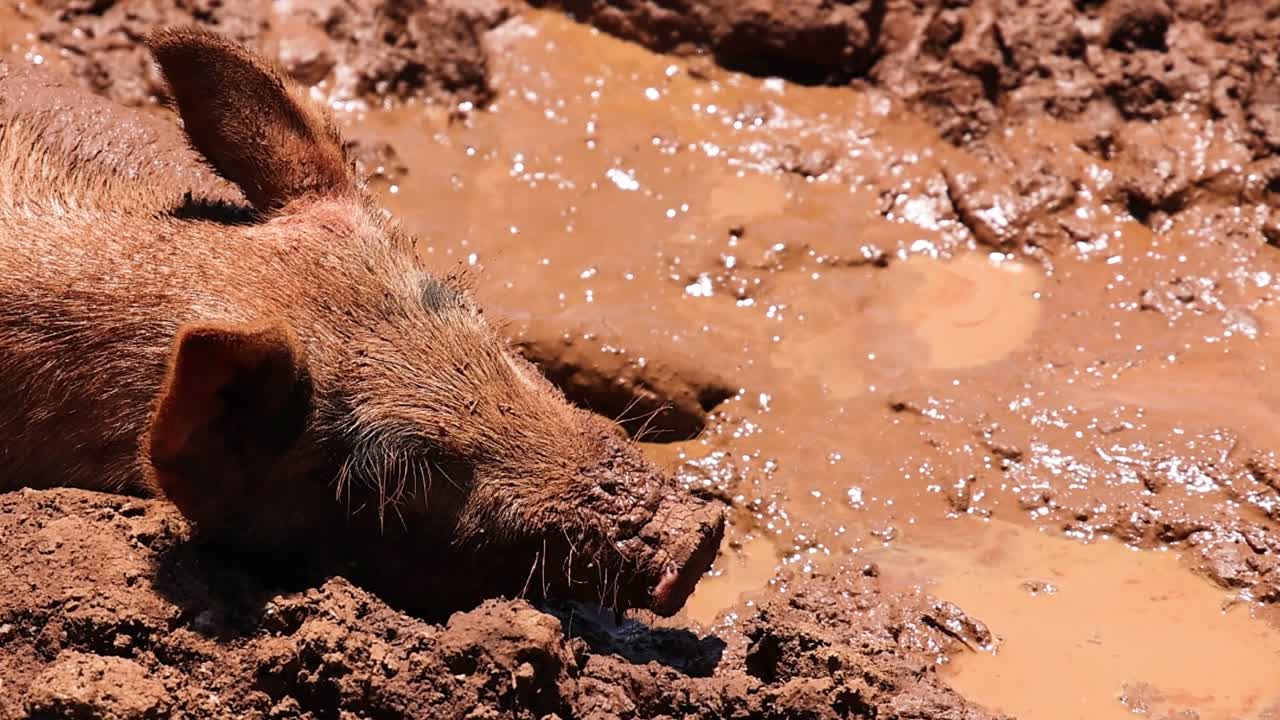 A pig lies contentedly in a sunlit mud patch, enjoying the warmth and coolness.