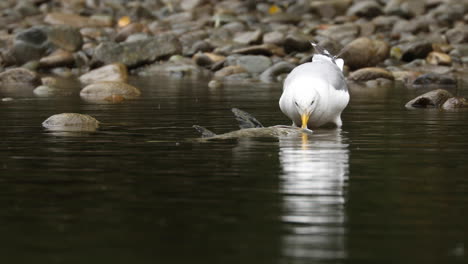 Gaviota-Comiendo-Pescado-Muerto-En-Aguas-Poco-Profundas-En-Un-Día-Lluvioso