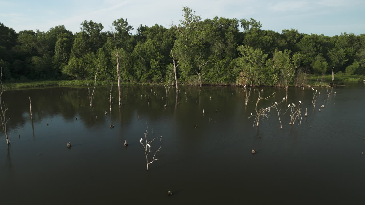 미국 미주리 주 포 리버 야생동물 보호구역에서 휴식을 취하고 있는 헤이런 새들