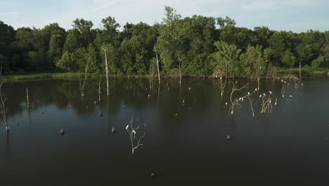 resting heron birds at four rivers wildlife conservation area, missouri, usa