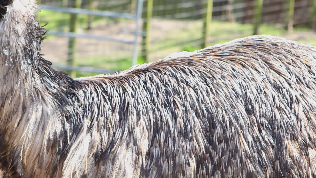 A wet and muddy animal at Battersea Zoo, London, with visible water droplets on its fur