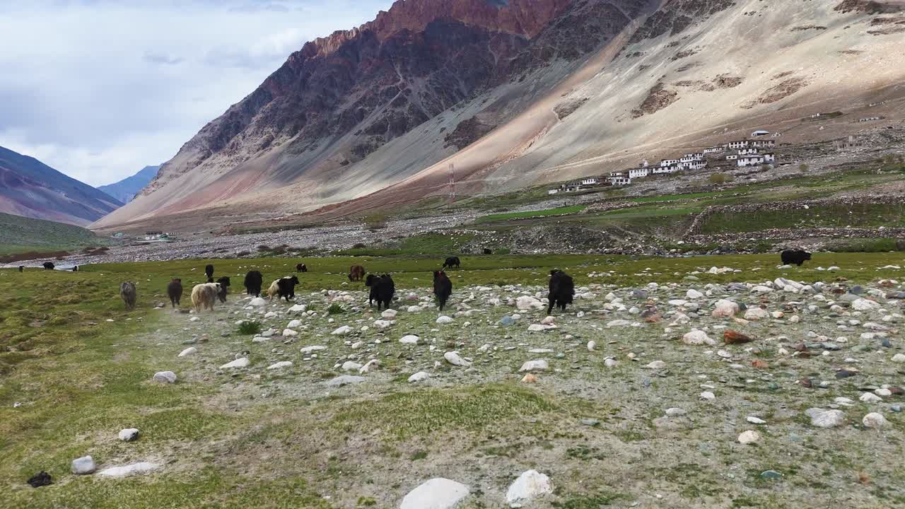 Aerial drone shot showcasing a herd of yaks scattered over the expansive grazing fields in Zanskar Valley.