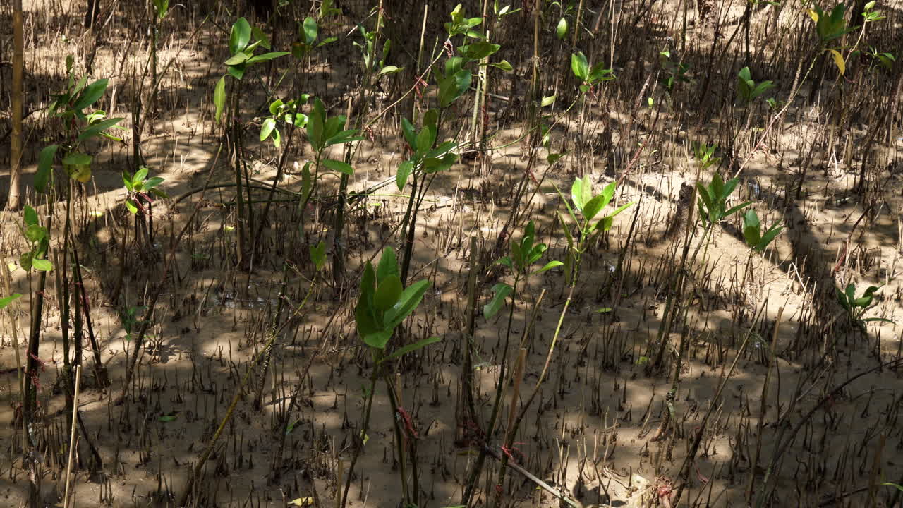 las plántulas recién plantadas están creciendo en la maleza de un bosque de manglares en la zona de recreación de bangphu, ubicada en samut prakan en tailandia