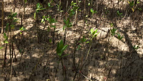 Newly-planted-seedlings-are-growing-at-the-undergrowth-of-a-mangrove-forest-in-Bangphu-Recreation-Area,-located-in-Samut-Prakan-in-Thailand