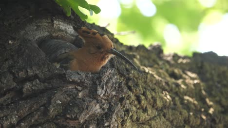 close-up of a pair of african hoopoe at entrance to nest in oak tree