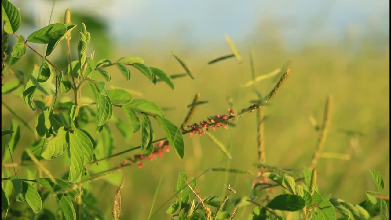 에 있는 초록색 식물 들